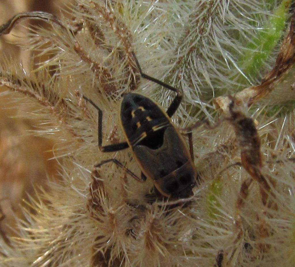 Lygaeidae:  Graptopeltus validus   - Izmir (Turchia)